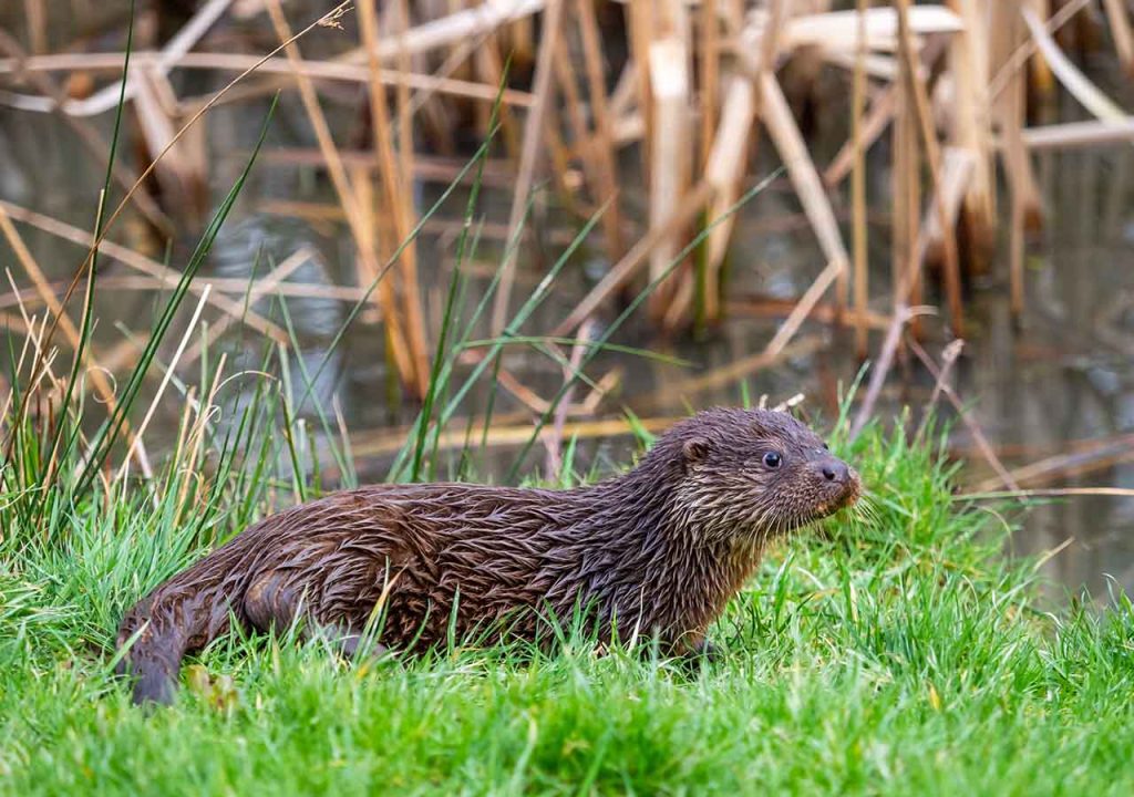 An otter by a UK river.