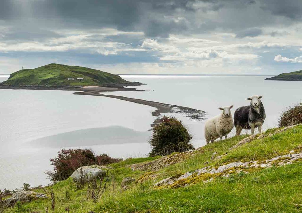 Sheep looking out by the Solway Firth.