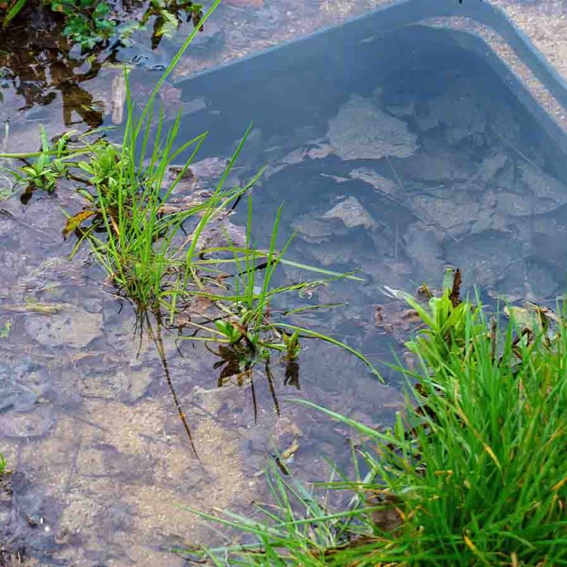 Flooding in a drain and drainage field.