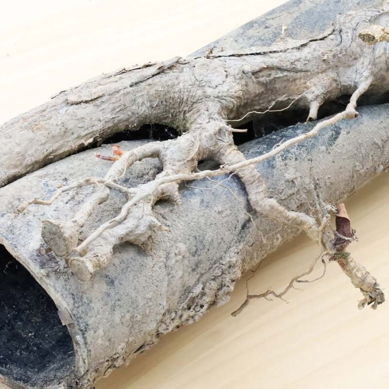 A tree root growing on a drainage pipe.